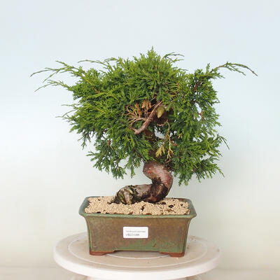 Vonkajší bonsai - Juniperus chinensis Itoigawa -Jalovec čínsky - 1