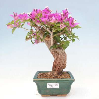 Izbová bonsai - Bouganwilea - 1