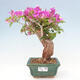 Izbová bonsai - Bouganwilea - 1/6