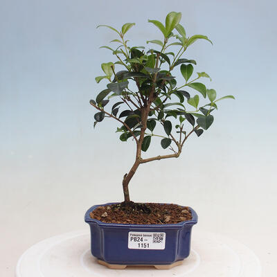 Izbová bonsai - Austrálska čerešňa - Eugenia uniflora - 1