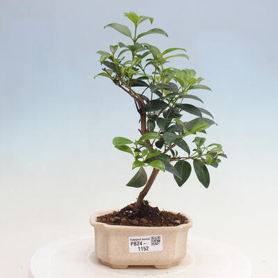 Izbová bonsai - Austrálska čerešňa - Eugenia uniflora - 1