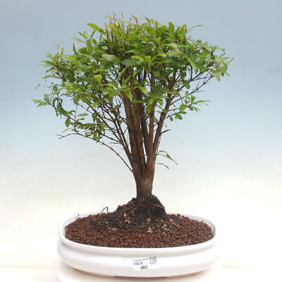 Izbová bonsai-Punic granatum nana-Granátové jablko - 1