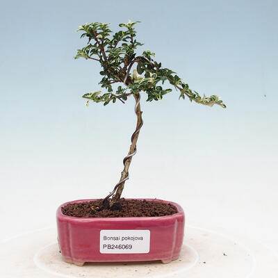 Izbová bonsai - Serissa foetida Variegata - Strom tisíce hviezd - 1