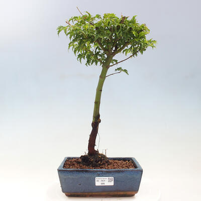 Vonkajší bonsai -Javor dlaňovitolistý Acer palmatum Shishigashira - 1