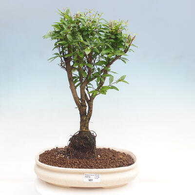 Izbová bonsai-Punic granatum nana-Granátové jablko - 1