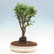 Izbová bonsai-Punic granatum nana-Granátové jablko - 1/3