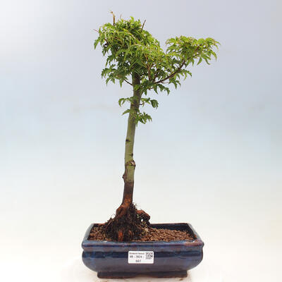 Vonkajší bonsai -Javor dlaňovitolistý Acer palmatum Shishigashira - 1