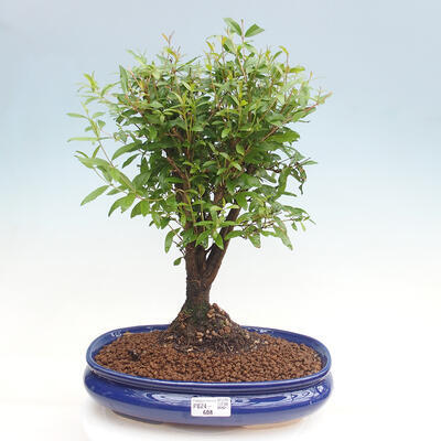 Izbová bonsai-Punic granatum nana-Granátové jablko - 1