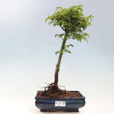 Vonkajší bonsai -Javor dlaňovitolistý Acer palmatum Shishigashira - 1