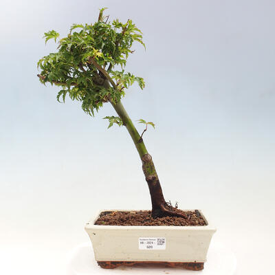 Vonkajší bonsai -Javor dlaňovitolistý Acer palmatum Shishigashira - 1