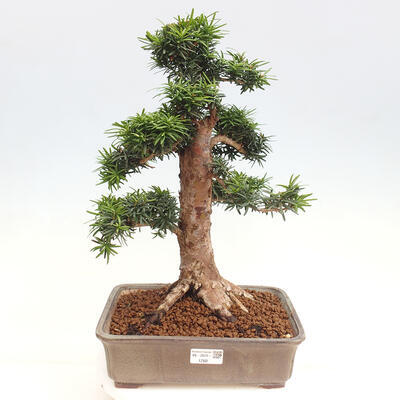 Vonkajší bonsai - Taxus cuspidata - Tis japonský - 1