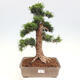 Vonkajší bonsai - Taxus cuspidata - Tis japonský - 1/6