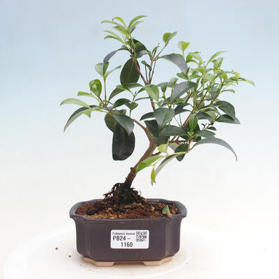 Izbová bonsai - Austrálska čerešňa - Eugenia uniflora - 1