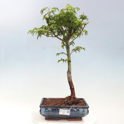 Vonkajší bonsai -Javor dlaňovitolistý Acer palmatum Shishigashira - 1