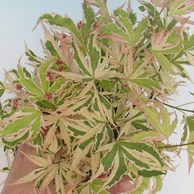 Vonkajší bonsai -Javor dlaňovitolistý Acer palmatum Butterfly 408-VB2019-26728 - 1