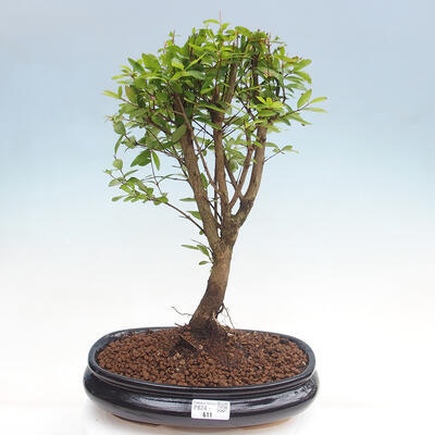 Izbová bonsai-Punic granatum nana-Granátové jablko - 1