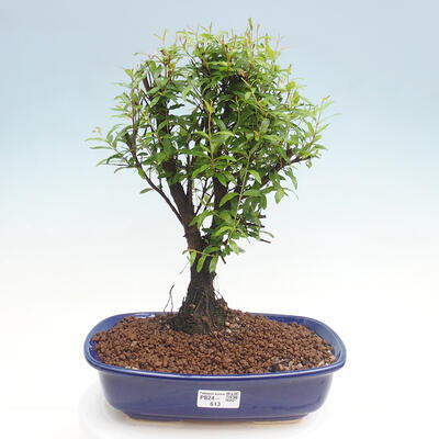 Izbová bonsai-Punic granatum nana-Granátové jablko - 1