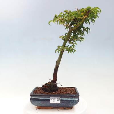 Vonkajší bonsai -Javor dlaňovitolistý Acer palmatum Shishigashira - 1