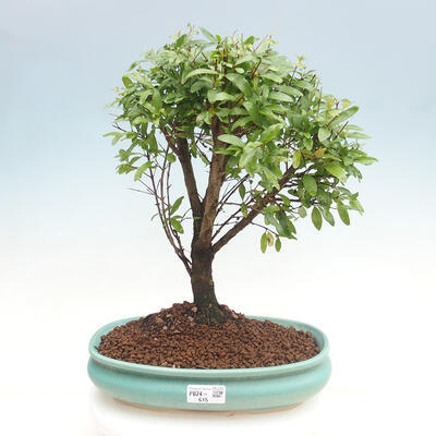 Izbová bonsai-Punic granatum nana-Granátové jablko - 1