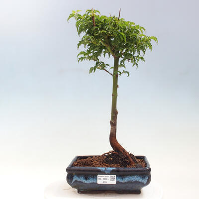 Vonkajší bonsai -Javor dlaňovitolistý Acer palmatum Shishigashira - 1