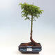 Vonkajší bonsai -Javor dlaňovitolistý Acer palmatum Shishigashira - 1/3