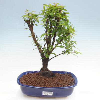 Izbová bonsai-Punic granatum nana-Granátové jablko - 1