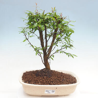 Izbová bonsai-Punic granatum nana-Granátové jablko - 1