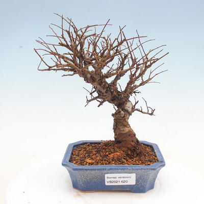 Vonkajšie bonsai - Zelkova - Zelkova Nirom - 1