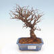 Vonkajšie bonsai - Zelkova - Zelkova Nirom - 1/5