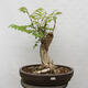 Vonkajšie bonsai - Agát - Robinia pseudoacacia - 1/6