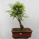 Vonkajšie bonsai - Agát - Robinia pseudoacacia - 1/6