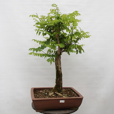 Vonkajšie bonsai - Agát - Robinia pseudoacacia - 1