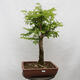 Vonkajšie bonsai - Agát - Robinia pseudoacacia - 1/6