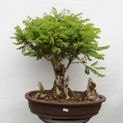 Vonkajšie bonsai - Agát - Robinia pseudoacacia - 1