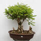 Vonkajšie bonsai - Agát - Robinia pseudoacacia - 1/6