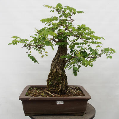 Vonkajšie bonsai - Agát - Robinia pseudoacacia - 1