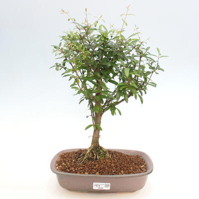 Izbová bonsai-PUNICA granatum -Granátové jablko