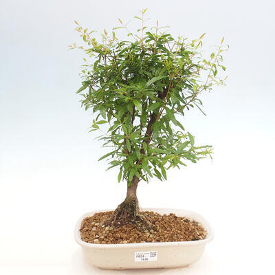 Izbová bonsai-PUNICA granatum -Granátové jablko