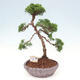 Vonkajšie bonsai - Juniperus chinensis Kishu -Jalovec čínsky - 1/4