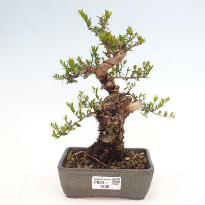 Izbová bonsai - Myrtus communis - Myrta obyčajná - 1