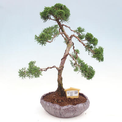 Vonkajšie bonsai - Juniperus chinensis Kishu -Jalovec čínsky - 1