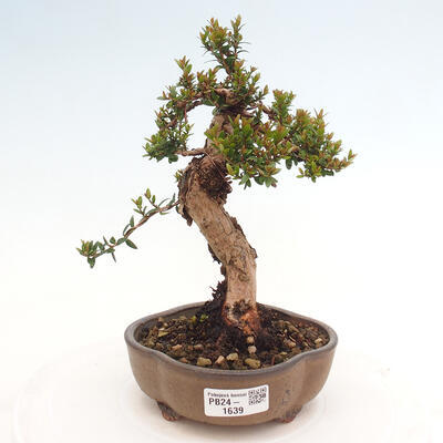 Izbová bonsai - Myrtus communis - Myrta obyčajná - 1