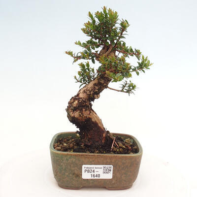 Izbová bonsai - Myrtus communis - Myrta obyčajná - 1