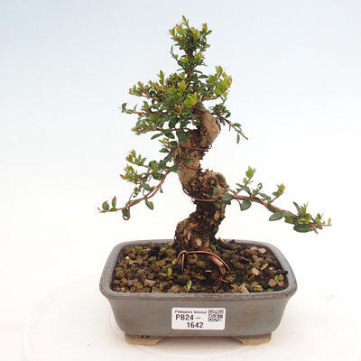 Izbová bonsai - Myrtus communis - Myrta obyčajná - 1