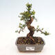 Izbová bonsai - Myrtus communis - Myrta obyčajná - 1/5