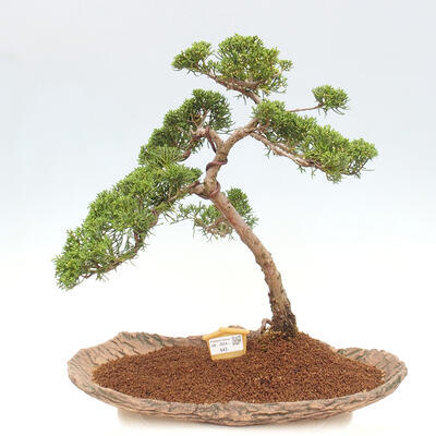 Vonkajšie bonsai - Juniperus chinensis Kishu -Jalovec čínsky - 1