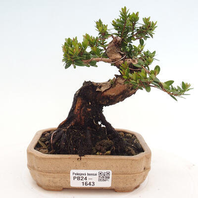 Izbová bonsai - Myrtus communis - Myrta obyčajná - 1