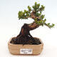 Izbová bonsai - Myrtus communis - Myrta obyčajná - 1/5