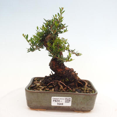 Izbová bonsai - Myrtus communis - Myrta obyčajná - 1