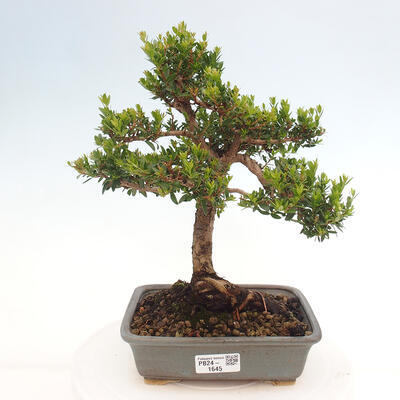 Izbová bonsai - Myrtus communis - Myrta obyčajná - 1